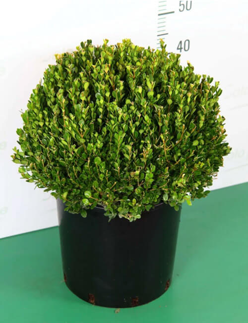https://www.solopiante.it/piante-formate-arte-topiaria/19-bosso-a-sfera-buxus-microphylla-faulkner-v28.html